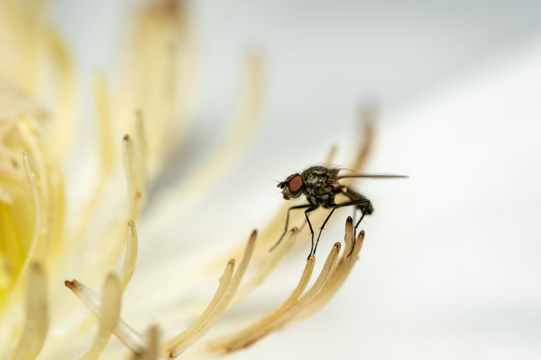 How to Get Rid of Fruit Flies in the Winter – Try This #1 Fly Trap!